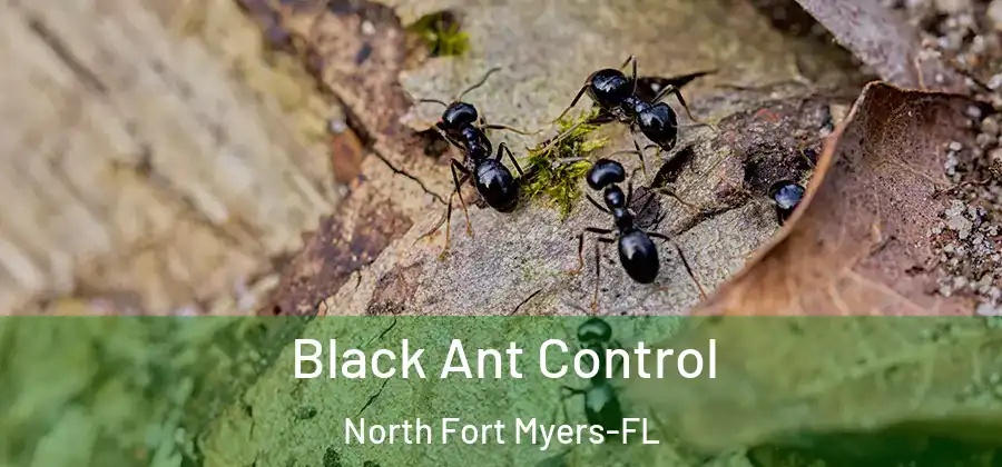 Black Ant Control North Fort Myers-FL