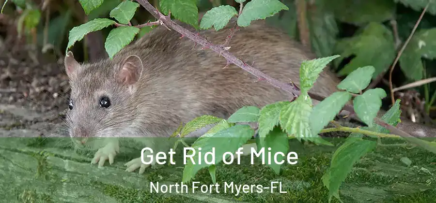 Get Rid of Mice North Fort Myers-FL
