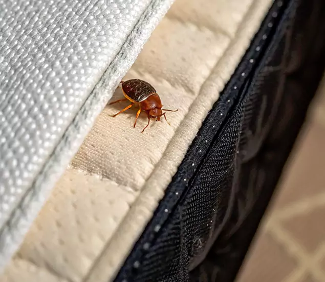 Bed Bug Exterminator Experts You Can Trust in North Fort Myers, FL