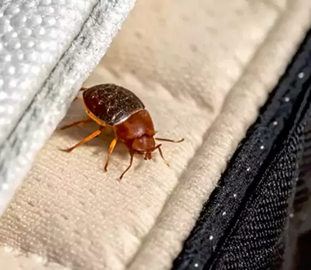 Trusted Bed Bug Prevention Specialists in North Fort Myers, FL
