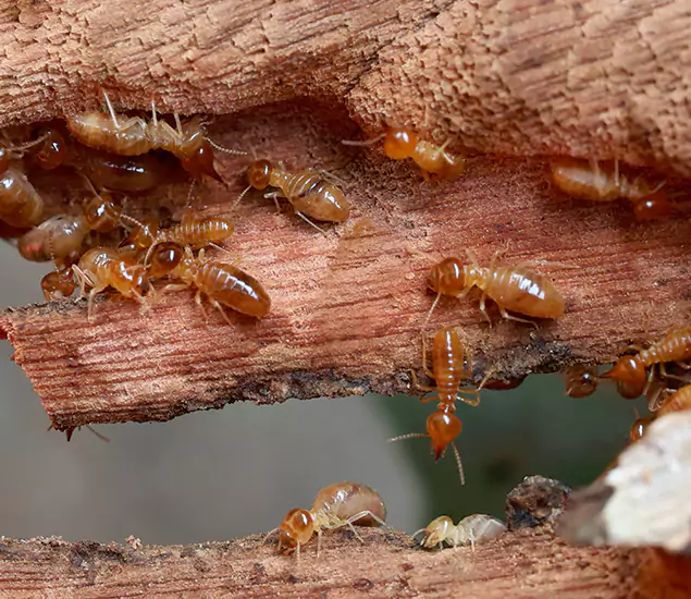 About Our Drywood Termite Treatment Experts in North Fort Myers, FL