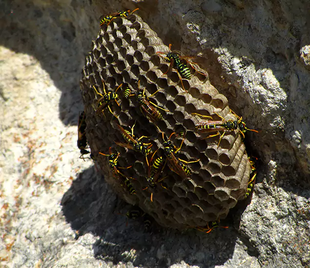 Your Local Hornet Removal Company in North Fort Myers, FL