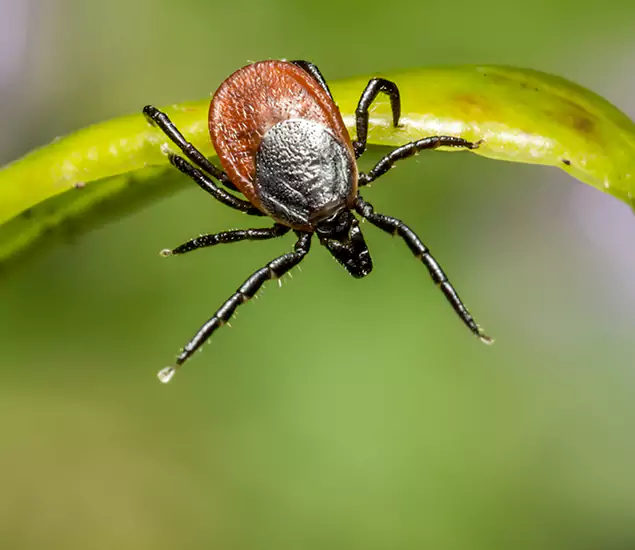 Your Trusted Tick Pest Control in North Fort Myers, FL
