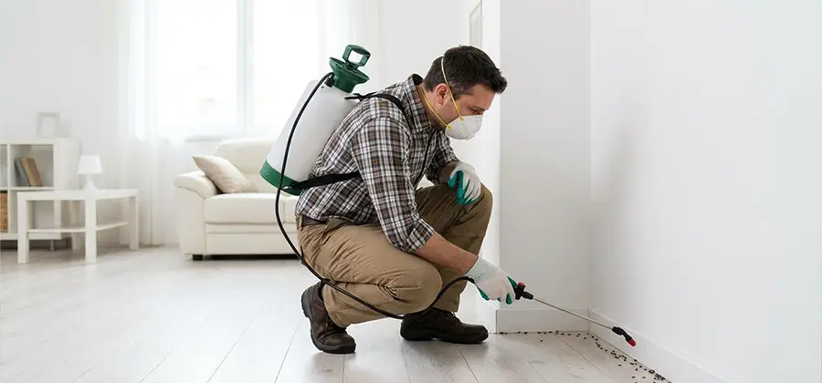 Seasonal Ant Infestation Control in North Fort Myers