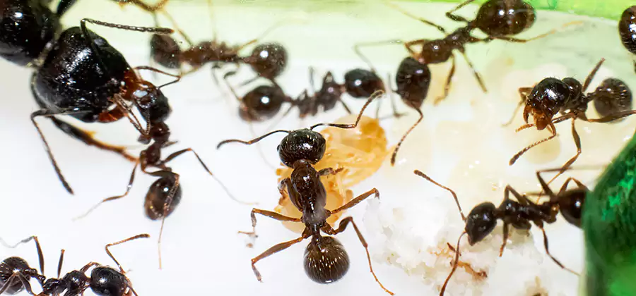 Argentine Ant Barrier Treatment in North Fort Myers