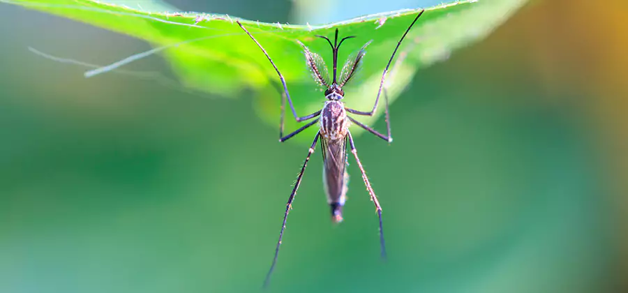 Natural Mosquito Spray for Yard in North Fort Myers
