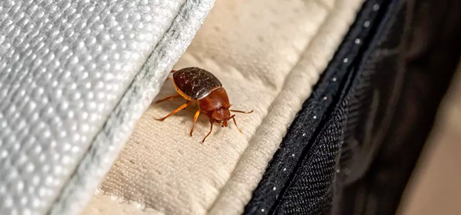 Commercial Bed Bug Control in North Fort Myers