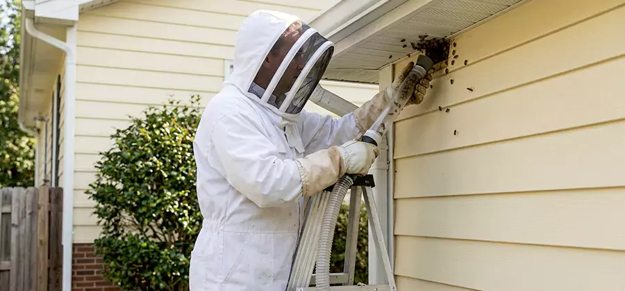 Ground Bee Removal in North Fort Myers