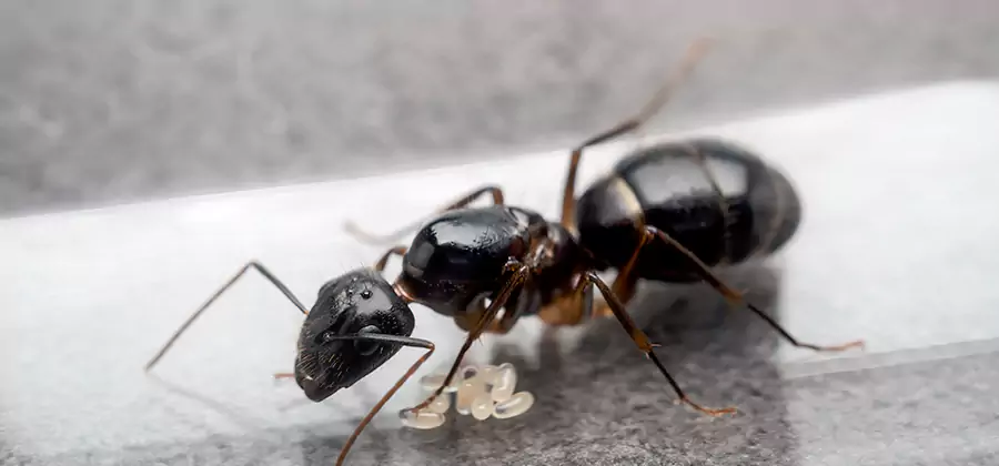 Black Ants in Kitchen Elimination in North Fort Myers