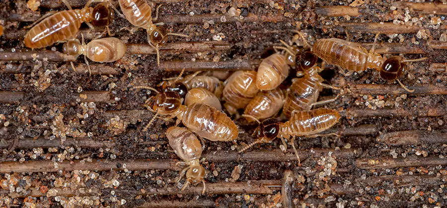 Bora Care Residential Termite Control in North Fort Myers