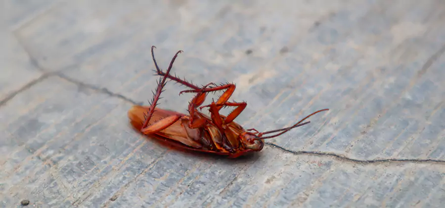 Cockroach Eradication for Commercial Properties in North Fort Myers