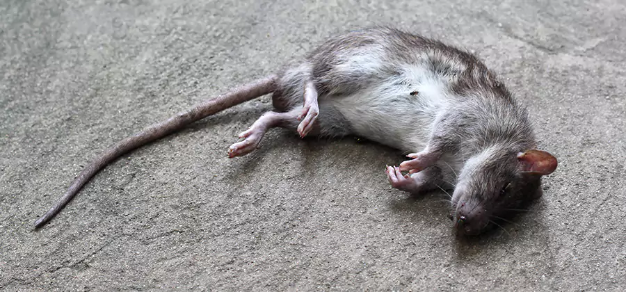 Dead Rat Disposal in North Fort Myers
