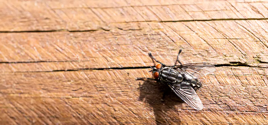 Flying Ant Barrier Treatment in North Fort Myers
