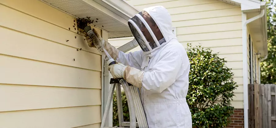 Wasp Nest in Wall Removal in North Fort Myers