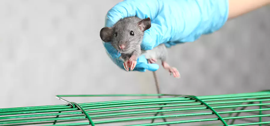 Humane Rat Trapping in North Fort Myers