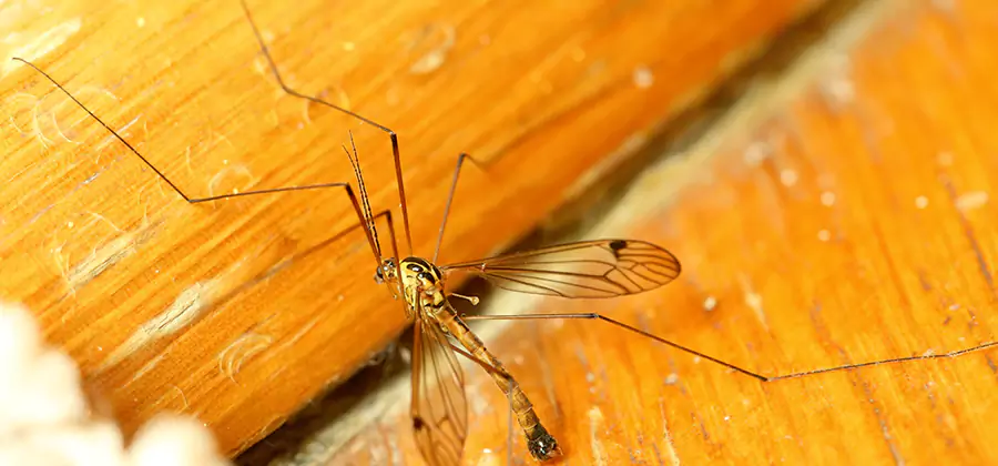 Exterior Mosquito Control in North Fort Myers