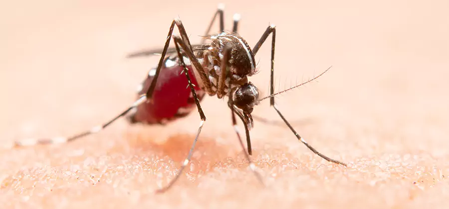 Indoor Mosquito Killer and Interior Control in North Fort Myers