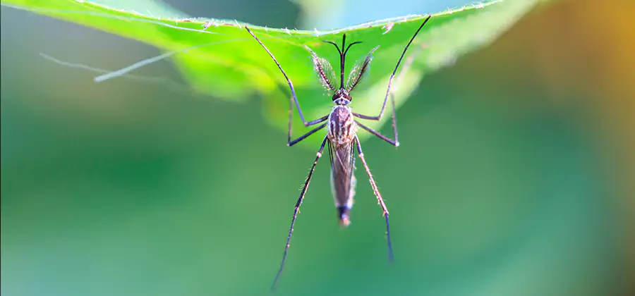 Pest and Mosquito Control for Yard and Patio in North Fort Myers