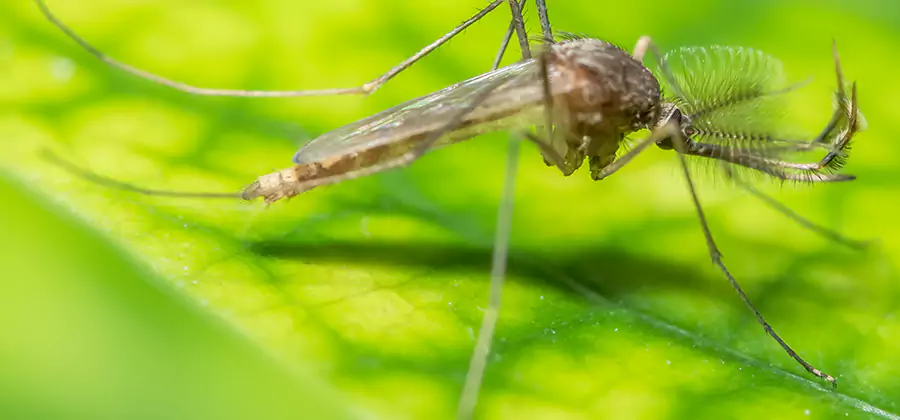 Herbal Mosquito Repellent Treatment in North Fort Myers