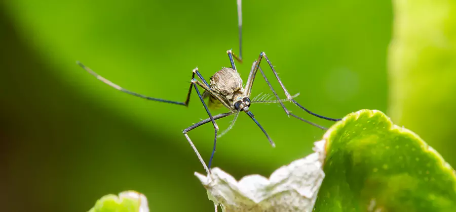 Natural Outdoor Mosquito Repellent in North Fort Myers