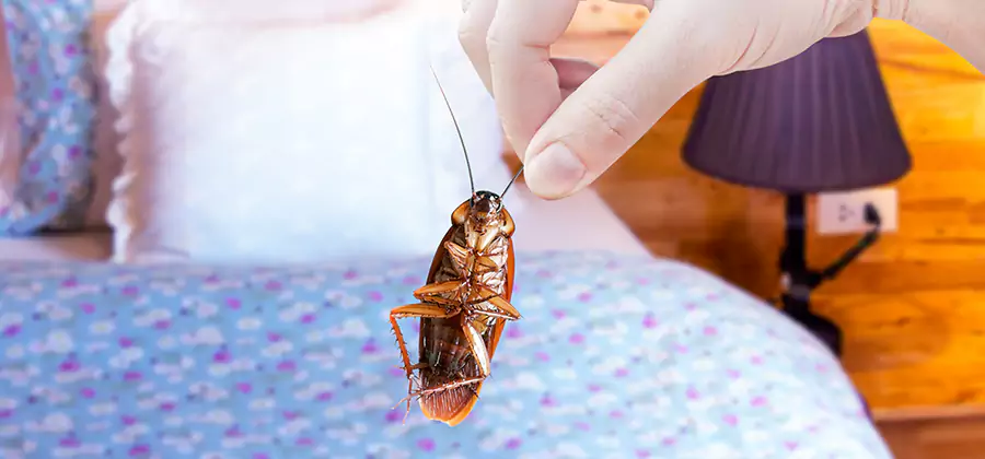 Bed Bug Inspection in North Fort Myers