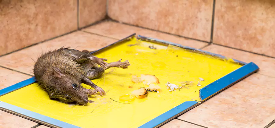 Rat Trapping Service In North Fort Myers