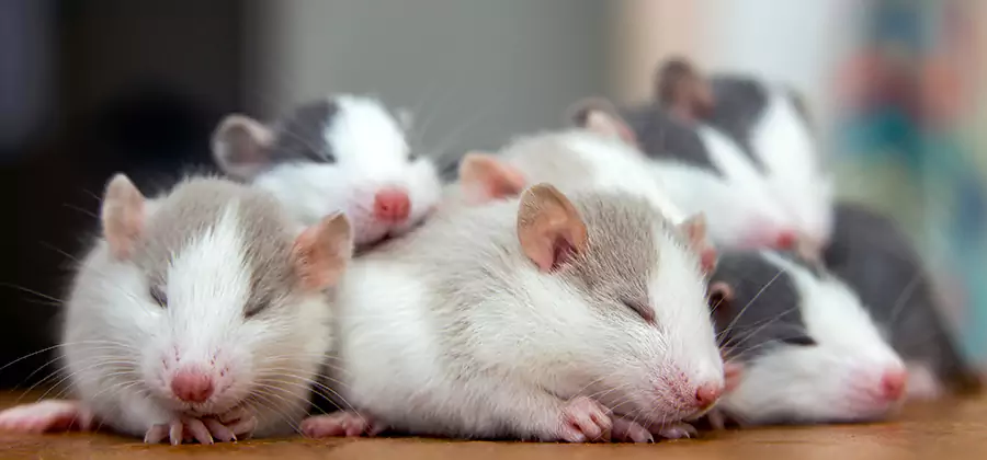 Rat Infestation Exclusion Service in North Fort Myers
