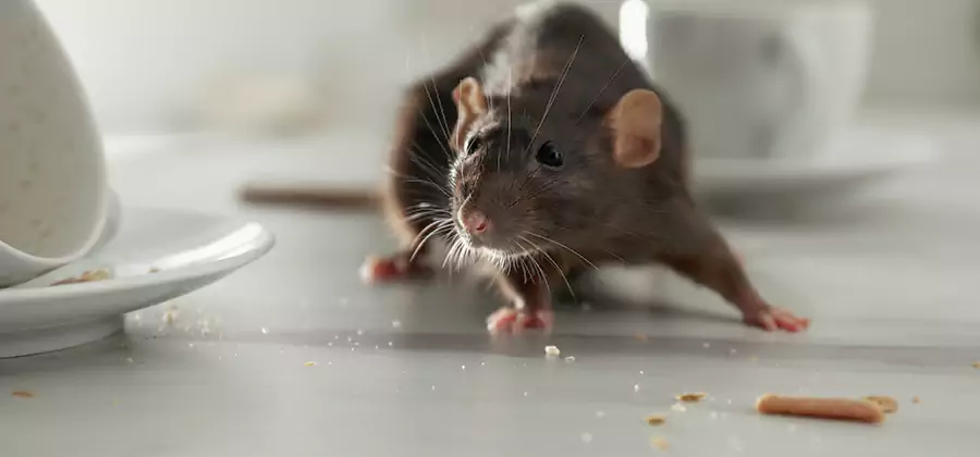Attic Rat Exclusion Service in North Fort Myers