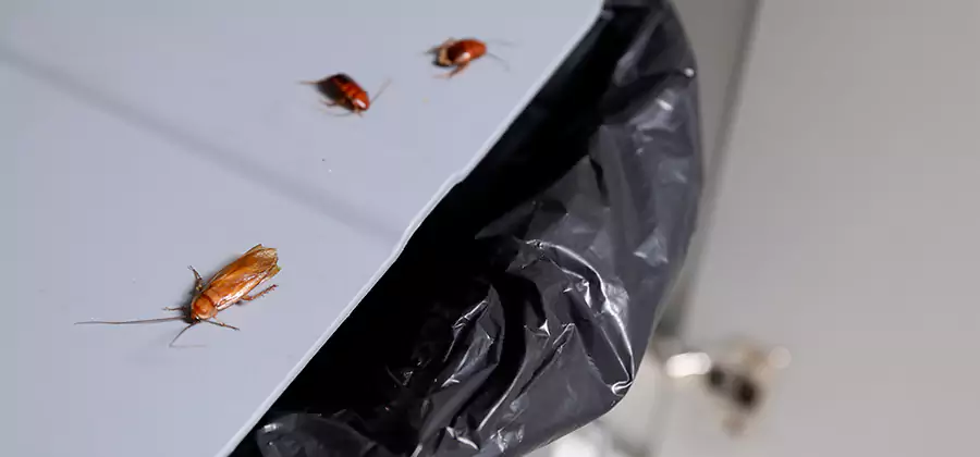 German Roach Pest Control in North Fort Myers