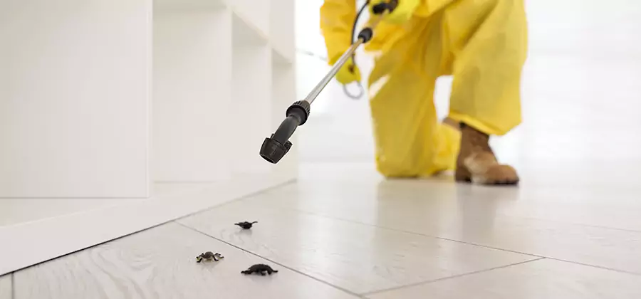 Roach and Bed Bug Exterminator in North Fort Myers