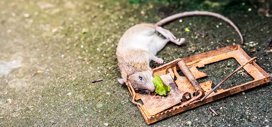 Rat Trapping in North Fort Myers