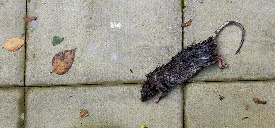 Rodent inspection service in North Fort Myers