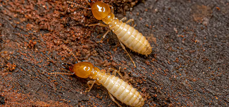 Sentricon Residential Termite Control in North Fort Myers