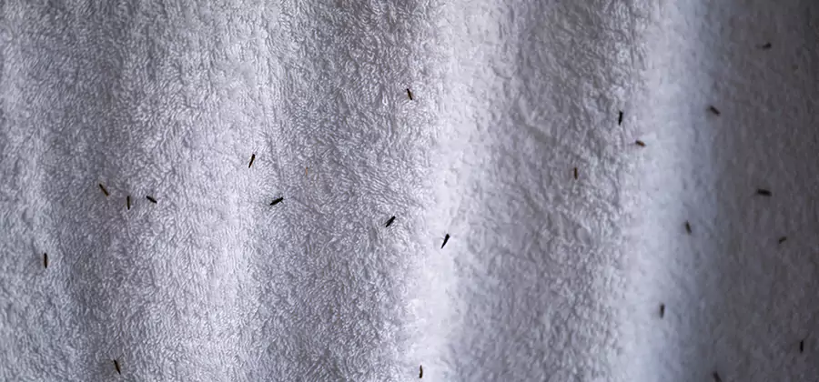 Small Black Ants in Bathroom Treatment in North Fort Myers