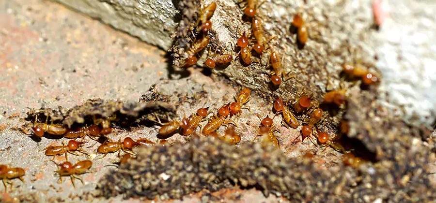 Wood Treatment and Localized Termite Solutions in North Fort Myers