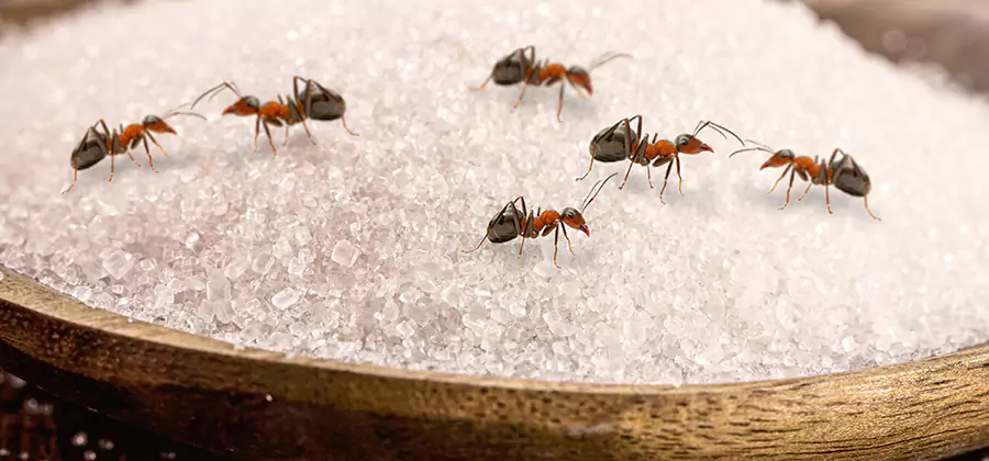 Indoor Sugar Ant Treatment in North Fort Myers