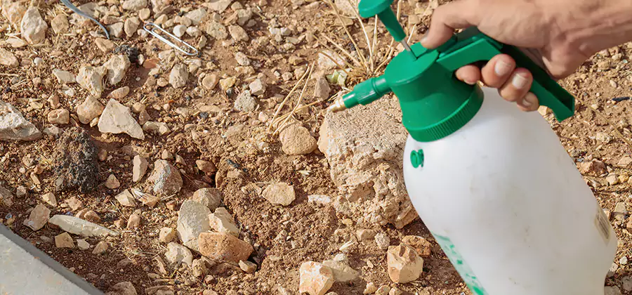 Heat Treatment Termite Cost in North Fort Myers