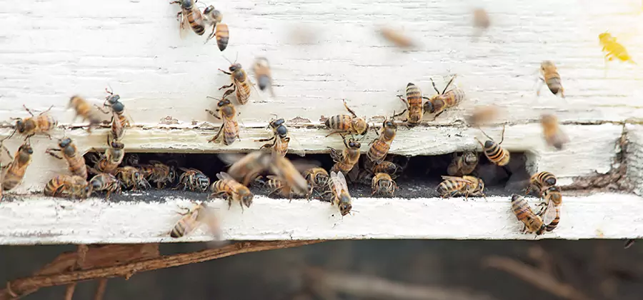 Residential Termite Fumigation in North Fort Myers