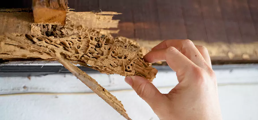 Pre-Purchase Termite Inspection in North Fort Myers