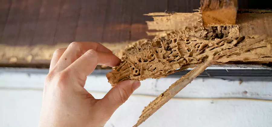 Pre-Construction Termite Treatment in North Fort Myers