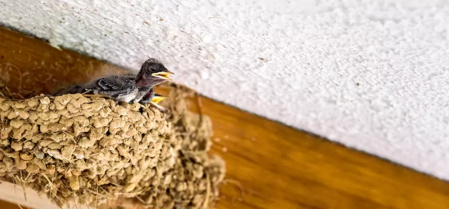 Bird Removal From House in North Fort Myers