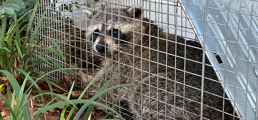 Wildlife Relocation Services in North Fort Myers