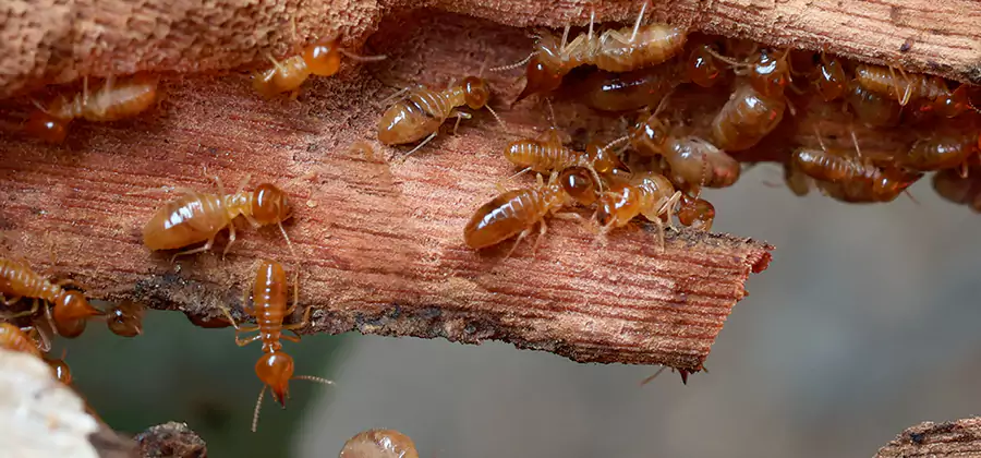 Wood Preservation Termite Treatment in North Fort Myers