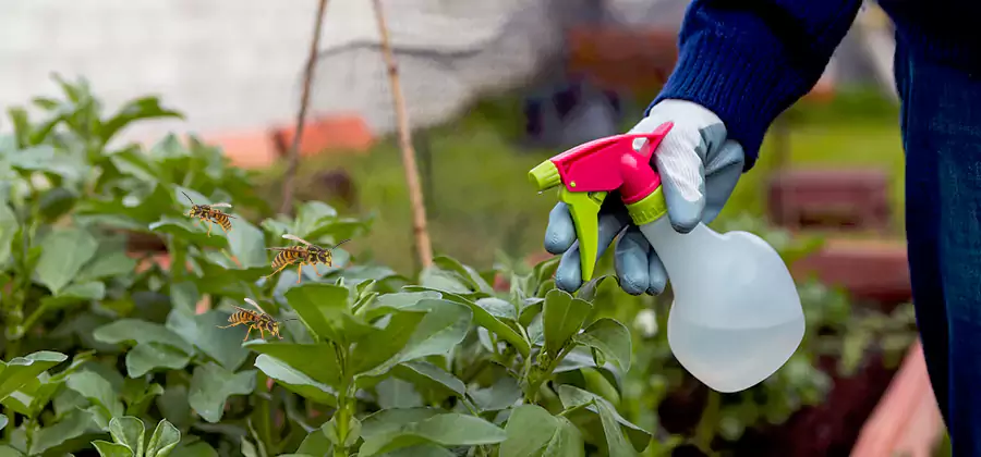 Yellow Jacket Pest Removal for Commercial Properties in North Fort Myers