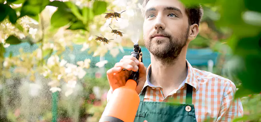 Yellow Jacket Wasp Removal in North Fort Myers