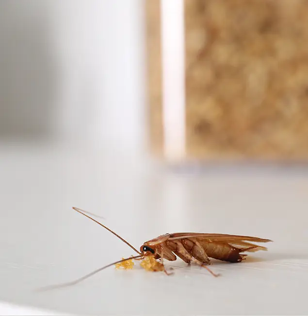 Why North Fort Myers Pest Control Pro Stands Out in North Fort Myers, FL?