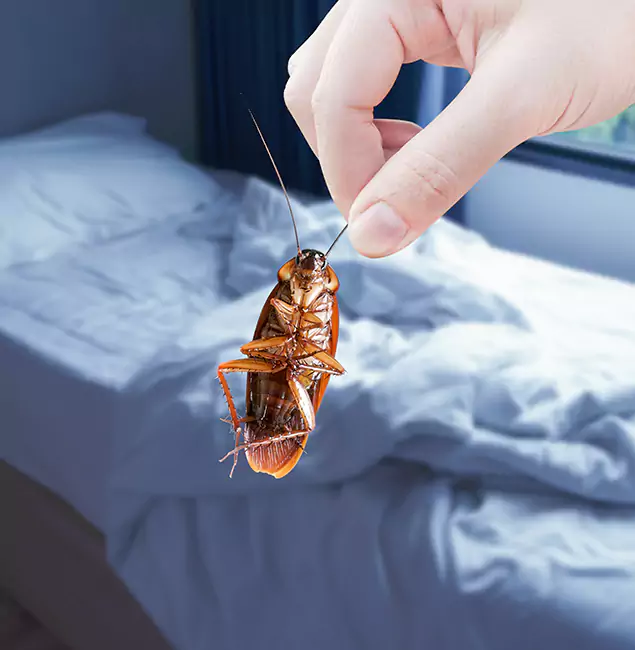 Why Choose North Fort Myers Pest Control Pro for Bed Bug Extermination in North Fort Myers, FL?