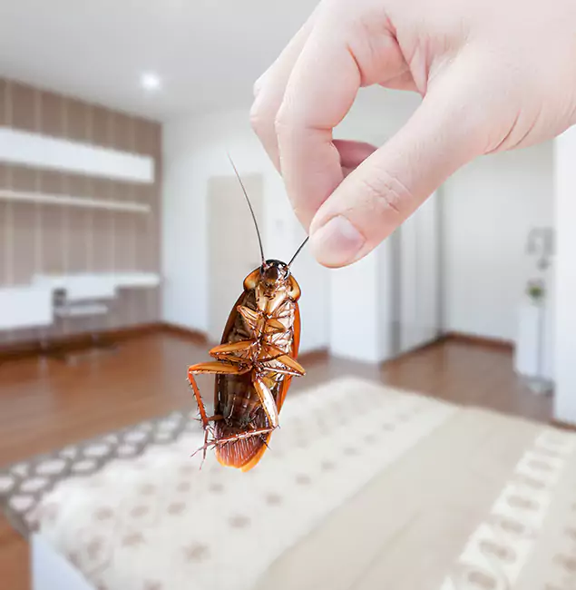 Why North Fort Myers Pest Control Pro Stand Out for Bed Bug Fumigation in North Fort Myers, FL?