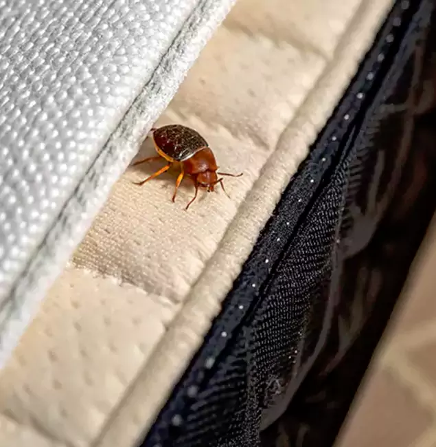 Why Choose North Fort Myers Pest Control Pro for Bed Bug Treatment at Home in North Fort Myers, FL?