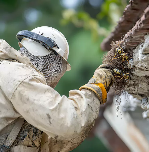 Why North Fort Myers Property Owners Choose North Fort Myers Pest Control Pro for Bee Exterminator?